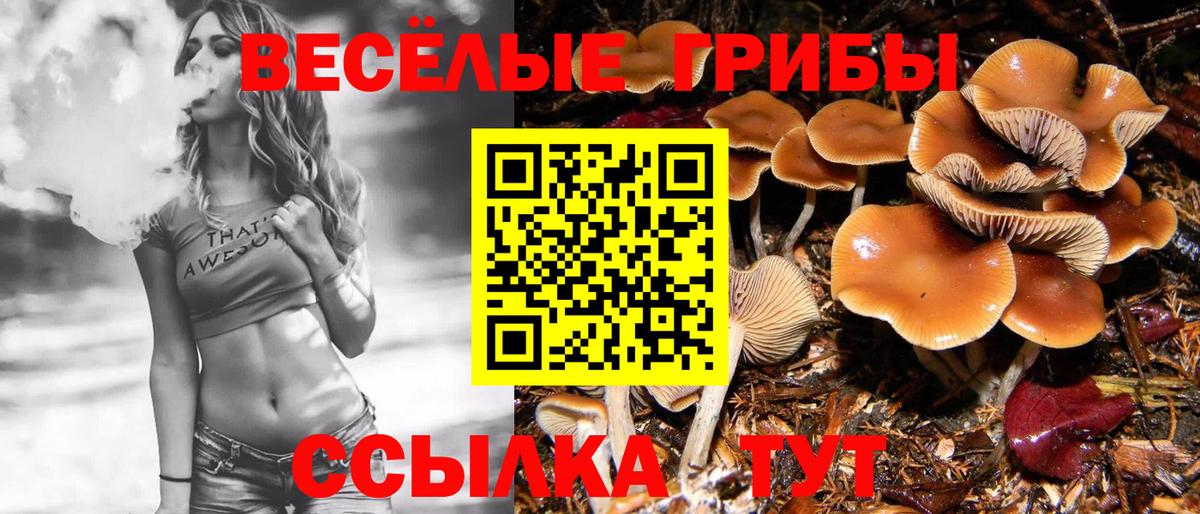 Псилоцибиновые грибы Psilocybe  Михайловка  Галлюциногенные грибы мицелий 